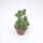 Kalanchoe millotii
