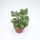 Kalanchoe millotii