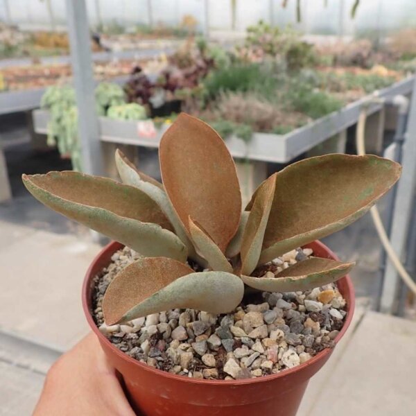 Kalanchoe orgyalis