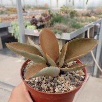 Kalanchoe orgyalis