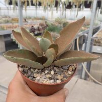 Kalanchoe orgyalis