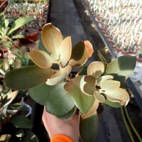 Kalanchoe orgyalis