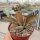 Kalanchoe orgyalis