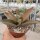 Kalanchoe orgyalis