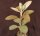 Kalanchoe orgyalis