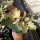 Kalanchoe orgyalis