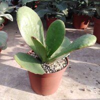 Kalanchoe synsepala