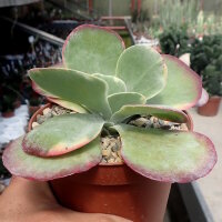 Kalanchoe thyrsiflora