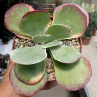 Kalanchoe thyrsiflora