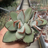 Kalanchoe tomentosa