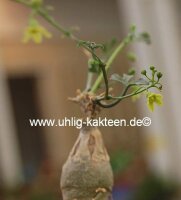 Kedrostis africana
