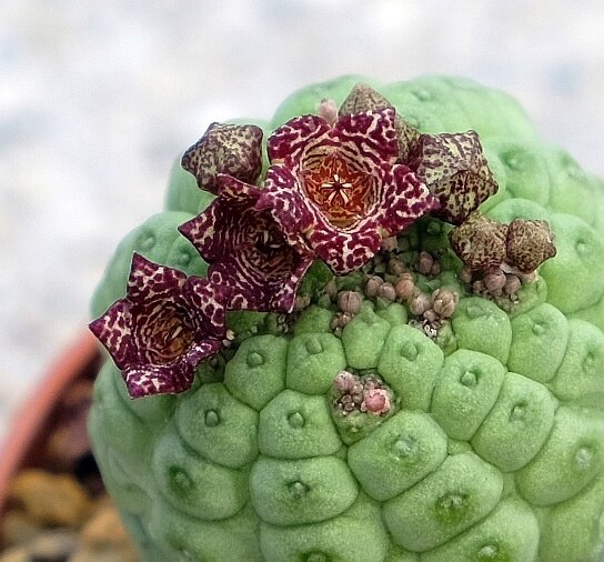 Larryleachia cactiformis