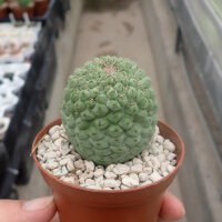 Larryleachia cactiformis