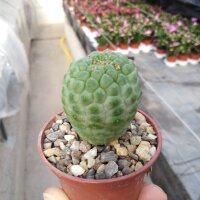 Larryleachia cactiformis