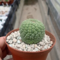 Larryleachia cactiformis