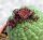 Larryleachia cactiformis