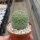 Larryleachia cactiformis