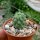 Larryleachia cactiformis