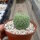 Larryleachia cactiformis