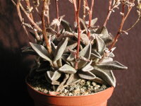 Lenophyllum reflexum