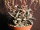 Lenophyllum reflexum