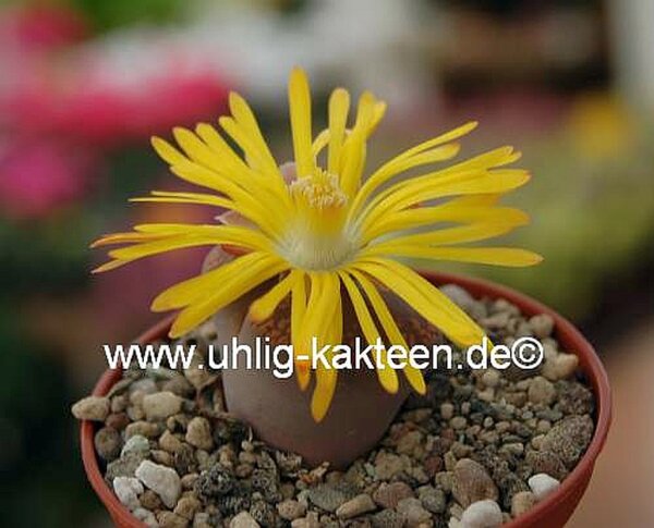 Lithops aucampiae