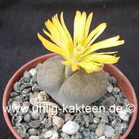 Lithops aucampiae ssp. aucampiae v. aucampiae C 061
