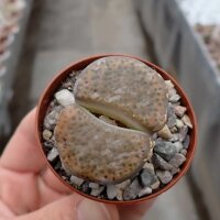 Lithops aucampiae v. koelemanii