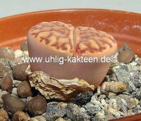 Lithops bromfieldii v. bromfieldii C 368