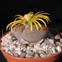 Lithops bromfieldii v. glaudinae C 116