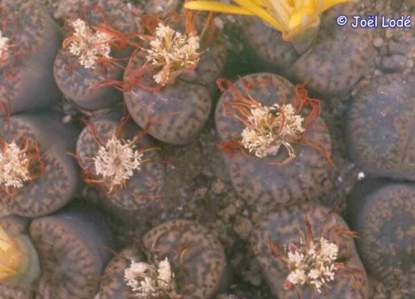 Lithops bromfieldii v. insularis C 042