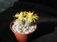 Lithops bromfieldii v. insularis C 042