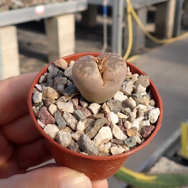 Lithops coleorum