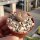 Lithops coleorum