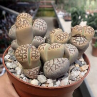 Lithops dorotheae