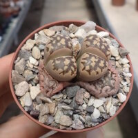Lithops dorotheae