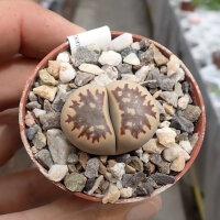 Lithops dorotheae