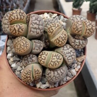 Lithops dorotheae