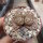 Lithops dorotheae
