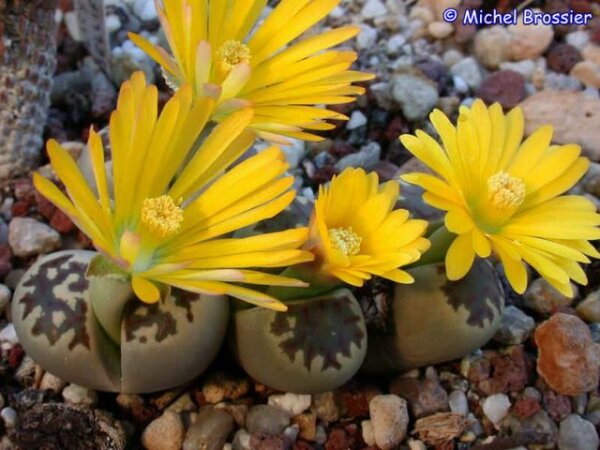 Lithops dorotheae C 124 TL