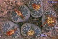 Lithops dorotheae C 124 TL