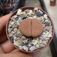 Lithops fulviceps