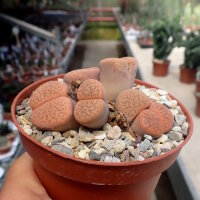 Lithops fulviceps