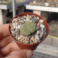 Lithops fulviceps v. fulviceps cv. Aurea