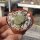 Lithops fulviceps v. fulviceps cv. Aurea