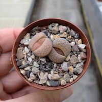 Lithops fulviceps v. fulviceps C 170