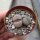 Lithops fulviceps v. fulviceps C 220 TL