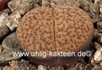 Lithops fulviceps v. fulviceps C 266