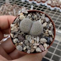 Lithops fulviceps v. lactinea