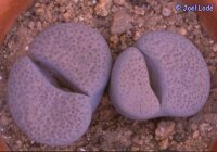 Lithops fulviceps v. lactinea C 222